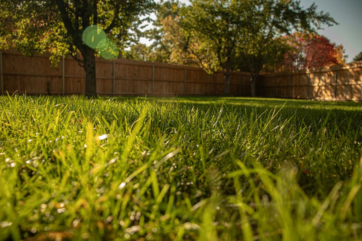 Backyard Recovery