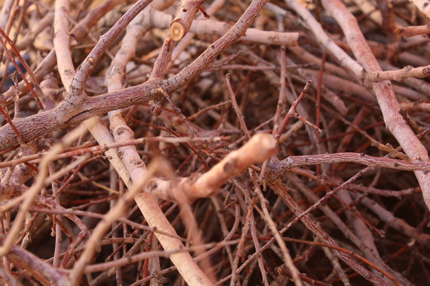 Brush & shrubs