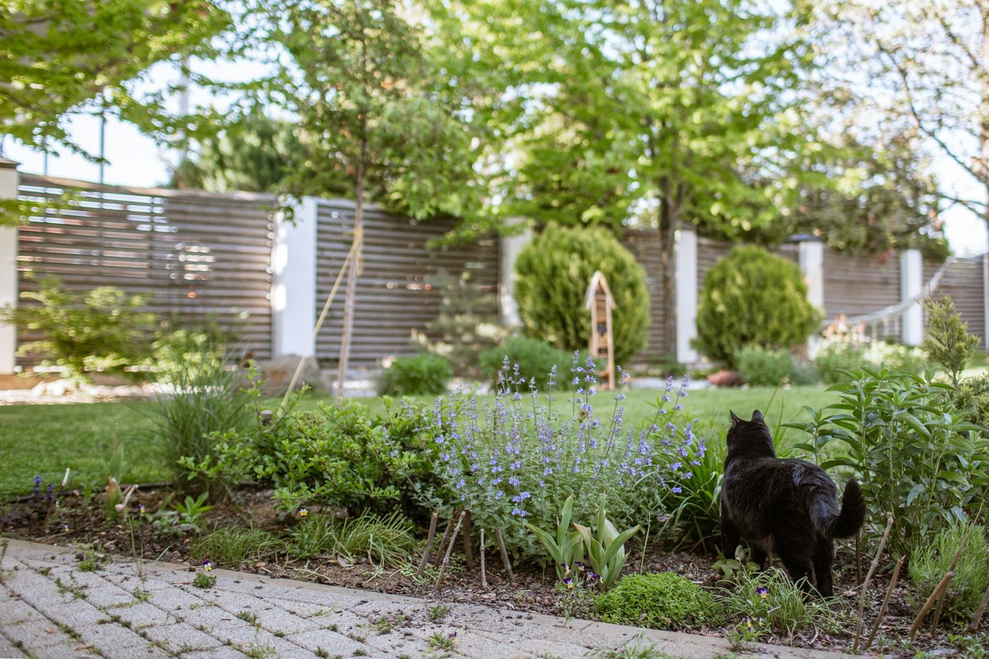 Backyard Renovation Project