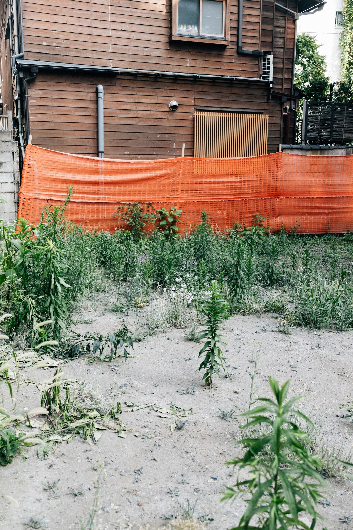 Overgrown Outdoor Area