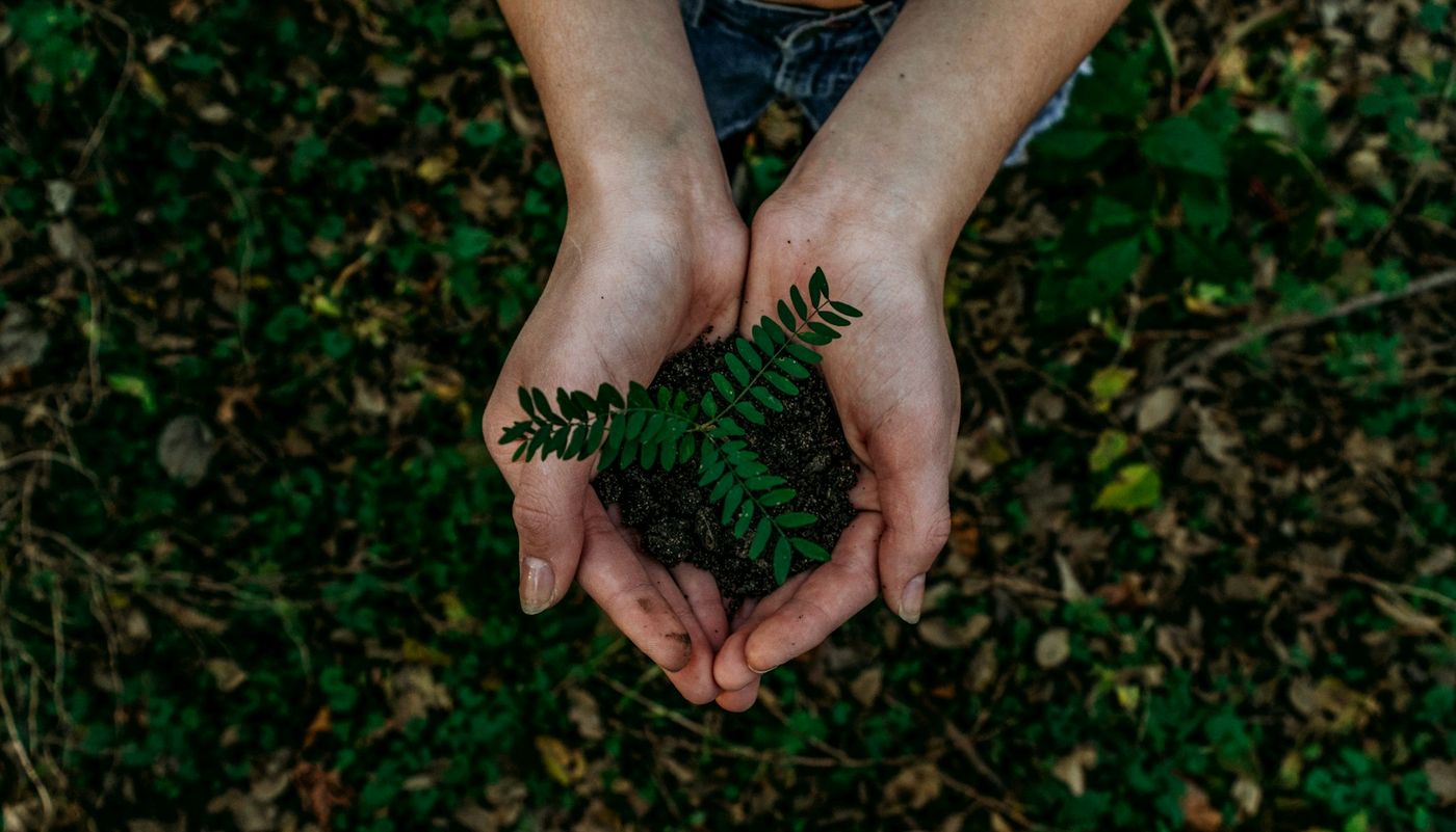 Hands planting a seedling in fresh soil